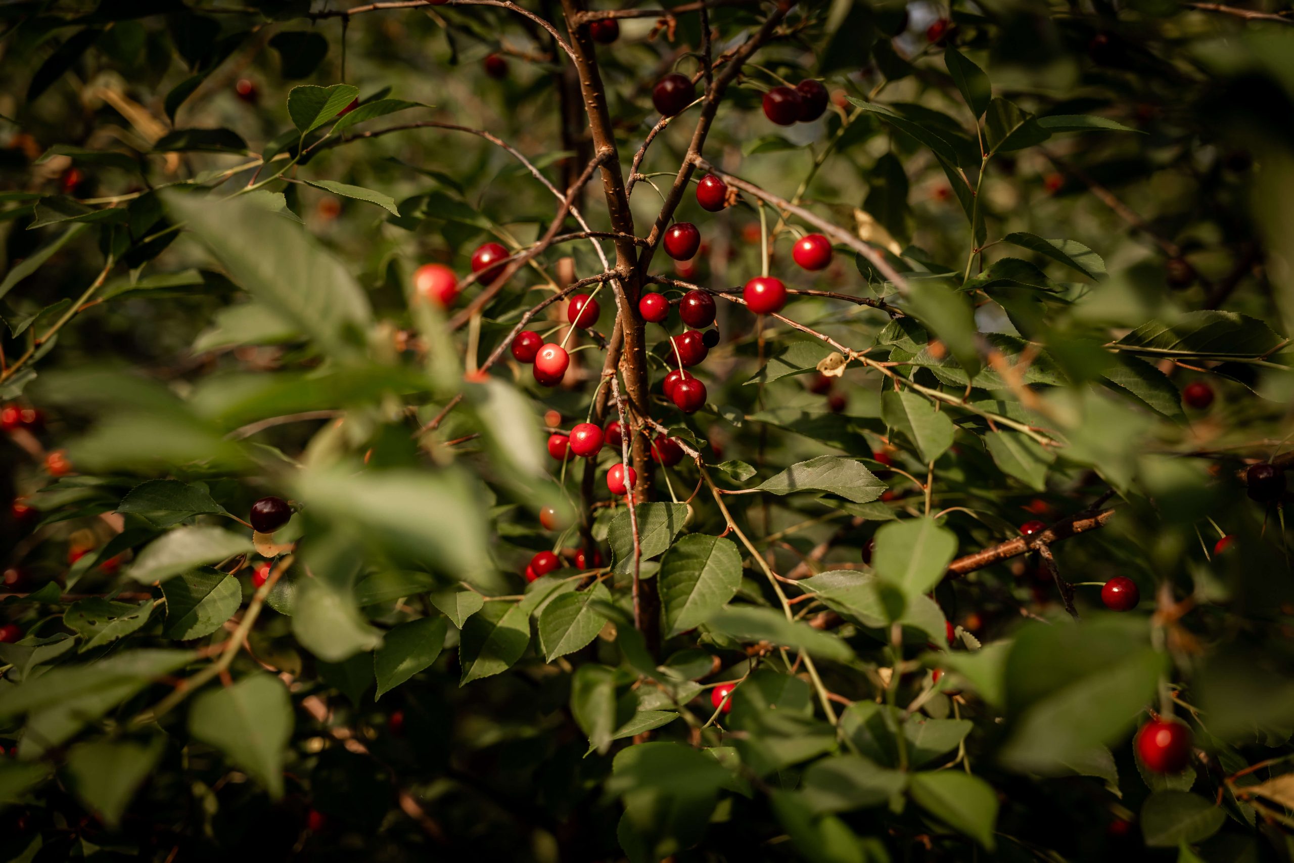 Ein Kirschbaum mit roten Kirschen der im Garten steht